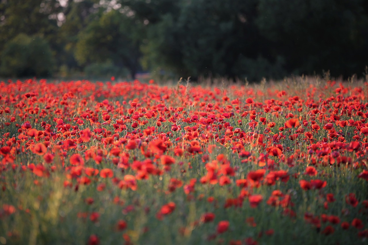 The Best Trails for Wildflower Viewing in Yosemite